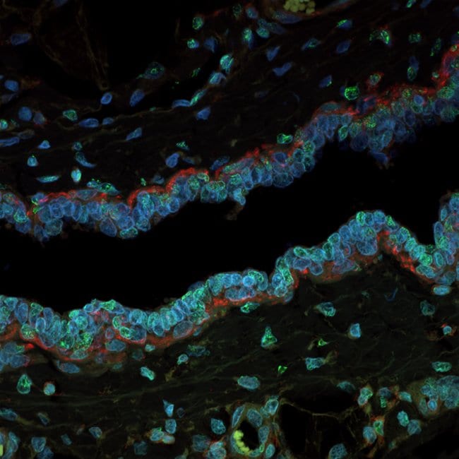 FFPE mouse mammary tissue mounted with Prolong Glass and imaged with a confocal microscope